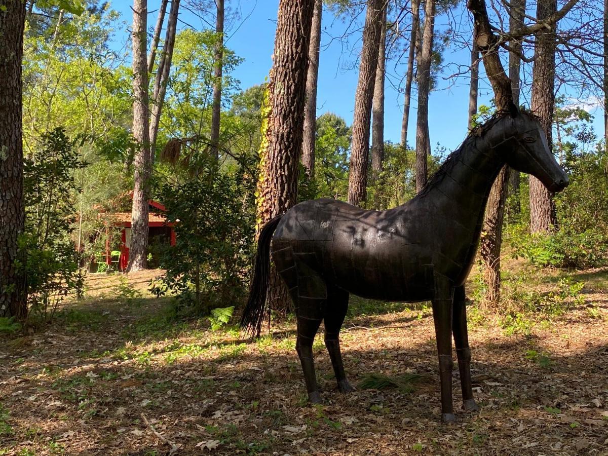 Villa Le petit poulailler au beau milieu des pins à Lacanau Extérieur photo